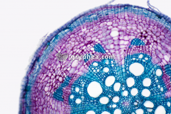 Racine de Vigne - dicotylédone - structure secondaire CT x25 - gryphea.com